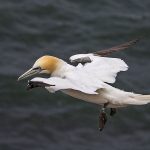 Basstölpel (Morus bassanus)