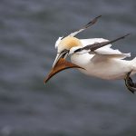 Basstölpel (Morus bassanus)