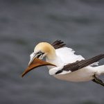 Basstölpel (Morus bassanus)