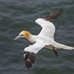 Basstölpel (Morus bassanus)