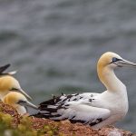 Basstölpel (Morus bassanus)