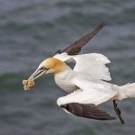 Basstölpel (Morus bassanus)