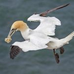 Basstölpel (Morus bassanus)