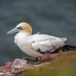 Basstölpel (Morus bassanus)