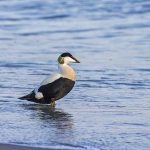 Eiderente (Somateria mollissima) männlich