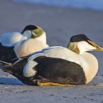 Eiderente (Somateria mollissima) männlich