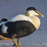 Eiderente (Somateria mollissima) männlich