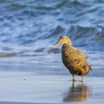 Eiderente (Somateria mollissima) weiblich