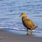 Eiderente (Somateria mollissima) weiblich