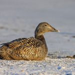 Eiderente (Somateria mollissima) weiblich