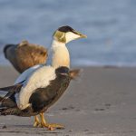 Eiderente (Somateria mollissima) männlich