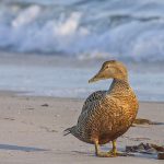 Eiderente (Somateria mollissima) weiblich