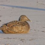 Eiderente (Somateria mollissima) weiblich