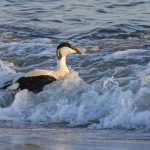 Eiderente (Somateria mollissima) männlich