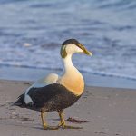 Eiderente (Somateria mollissima) männlich