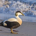 Eiderente (Somateria mollissima) männlich