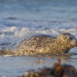 Seehund (Phoca vitulina)