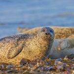 Seehund (Phoca vitulina)
