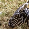 Steppenzebra (Equus quagga)