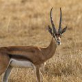 Grantgazelle (Gazella granti)