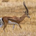 Grantgazelle (Gazella granti)