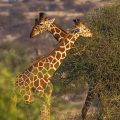 Netzgiraffe (Giraffa camelopardalis reticulata)