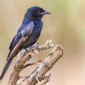 Trauerdrongo (Dicrurus adsimilis)