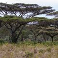 Im Lake Nakuru Nationalpark
