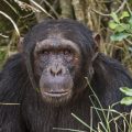 Gemeiner Schimpanse (Pan troglodytes)-(C) Sweetwaters Tented Camp