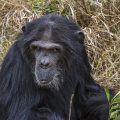 Gemeiner Schimpanse (Pan troglodytes)-(C) Sweetwaters Tented Camp