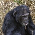 Gemeiner Schimpanse (Pan troglodytes)-(C) Sweetwaters Tented Camp