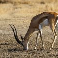 Grantgazelle (Gazella granti)