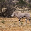 Beisa-Oryx (Oryx beisa)