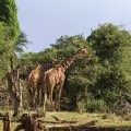 Netzgiraffe (Giraffa camelopardalis reticulata)