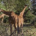 Netzgiraffe (Giraffa camelopardalis reticulata)