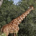 Netzgiraffe (Giraffa camelopardalis reticulata)