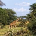 Netzgiraffe (Giraffa camelopardalis reticulata)