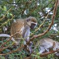 Grünmeerkatzen (Chlorocebus sabaeus)