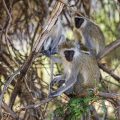 Grünmeerkatzen (Chlorocebus sabaeus)