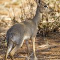 DikDik (Madoqua)