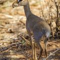 DikDik (Madoqua)