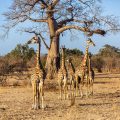 Thornicroft-Giraffenkuh (Giraffa camelopardalis)