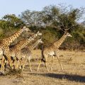 Thornicroft-Giraffenkuh (Giraffa camelopardalis)