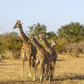 Thornicroft-Giraffenkuh (Giraffa camelopardalis)