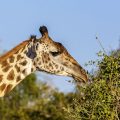 Thornicroft-Giraffenkuh (Giraffa camelopardalis)