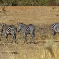 Crawshay Zebra (Equus Quagga crawshayi)