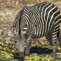 Crawshay Zebra (Equus Quagga crawshayi)