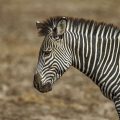Crawshay Zebra (Equus Quagga crawshayi)