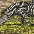 Crawshay Zebra (Equus Quagga crawshayi)