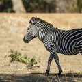 Crawshay Zebra (Equus Quagga crawshayi)
